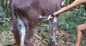 سكس بنت مع حمار